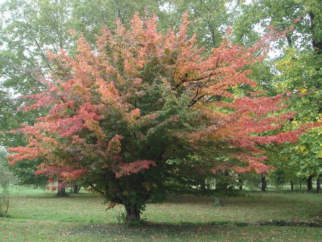 Parrotia persica automne